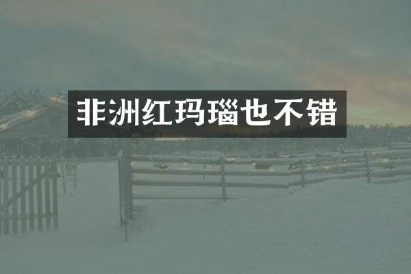 非洲红玛瑙也不错